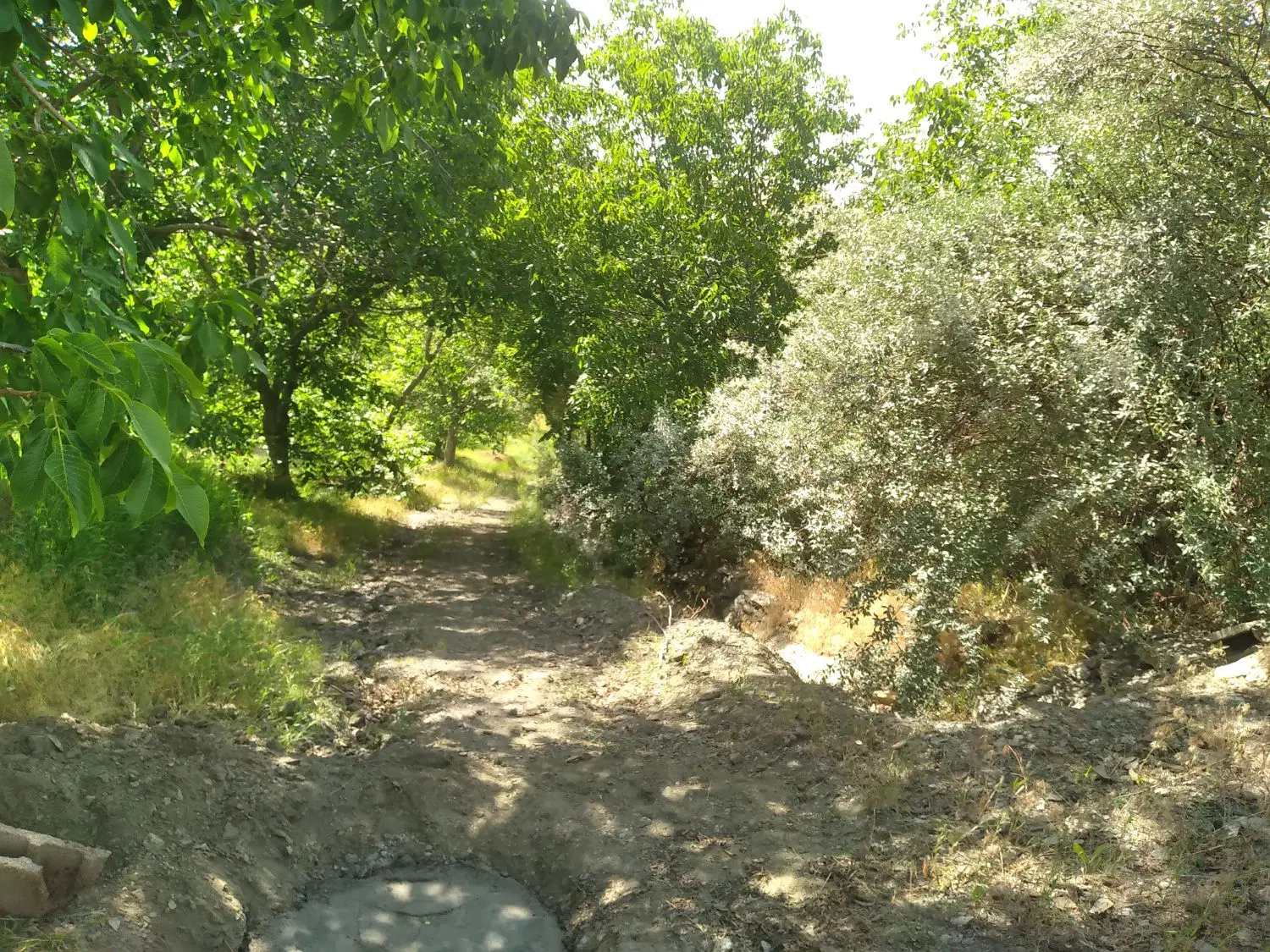 زمین باغی درشمس اباد