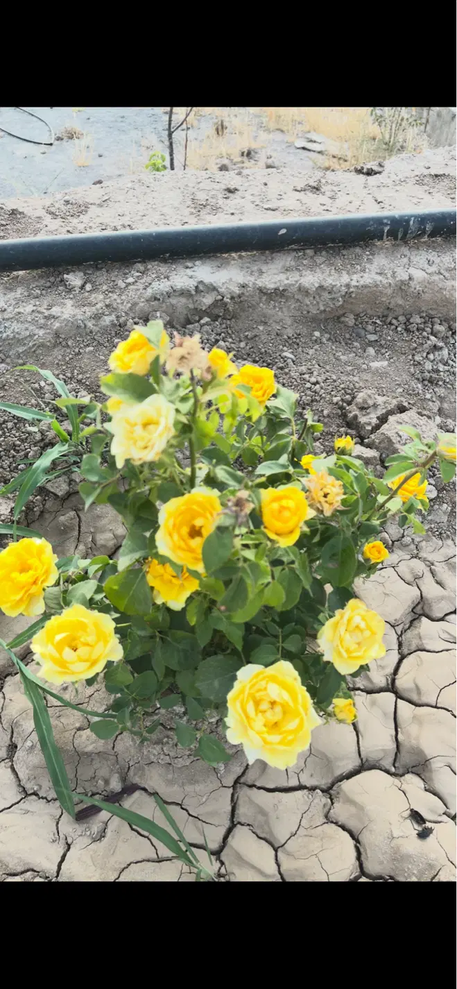 باغ 500متری جاده اباذر کورانه