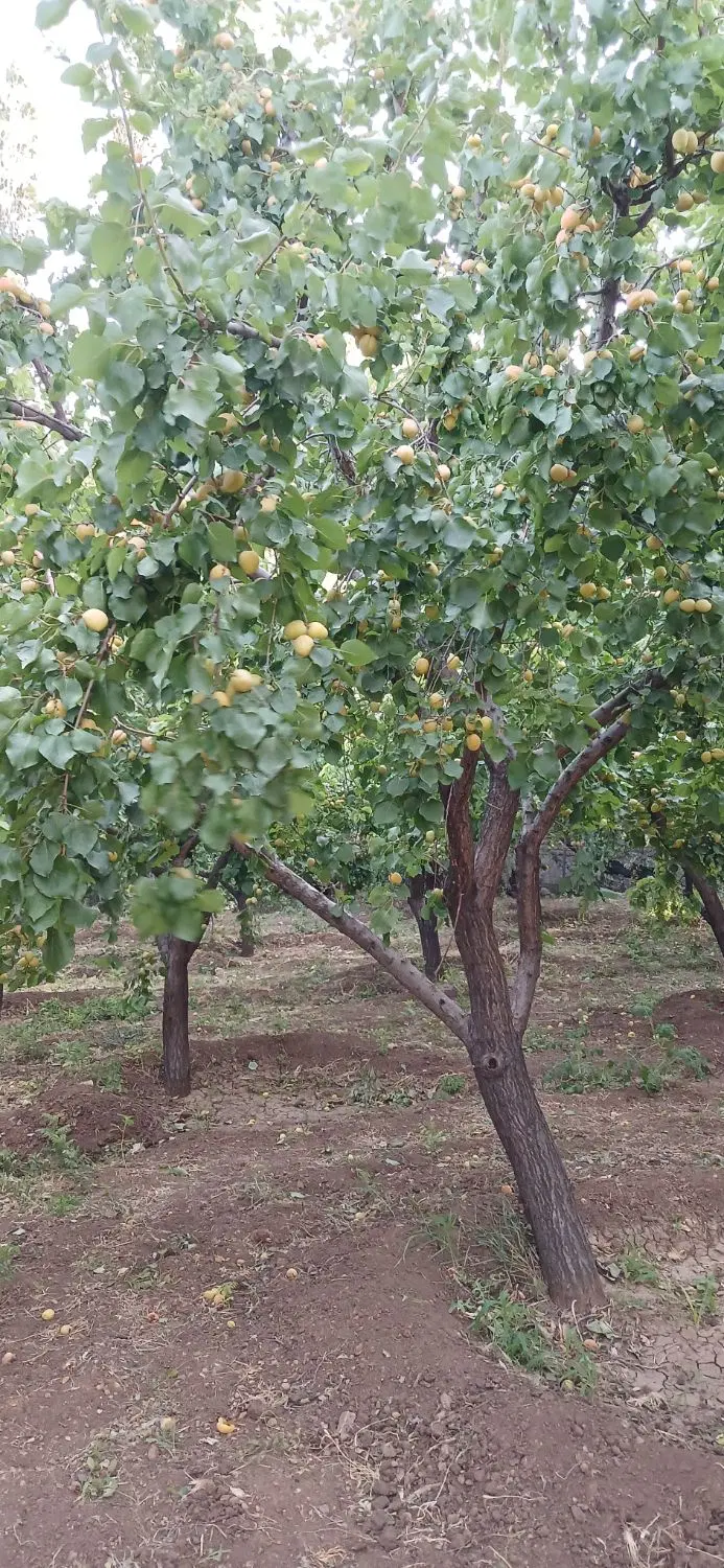 باغ ۱۰۰۰ متری
