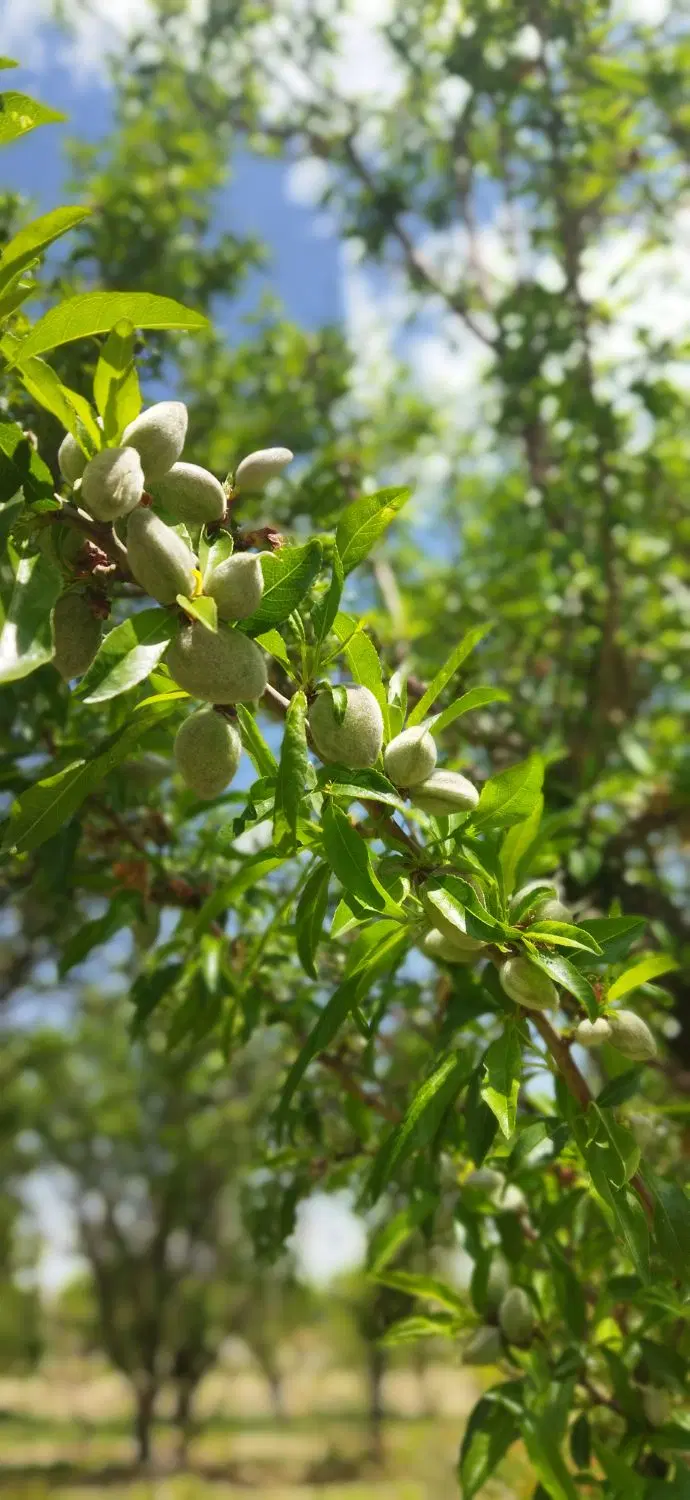باغ فروشی حسین اباد بغدادی