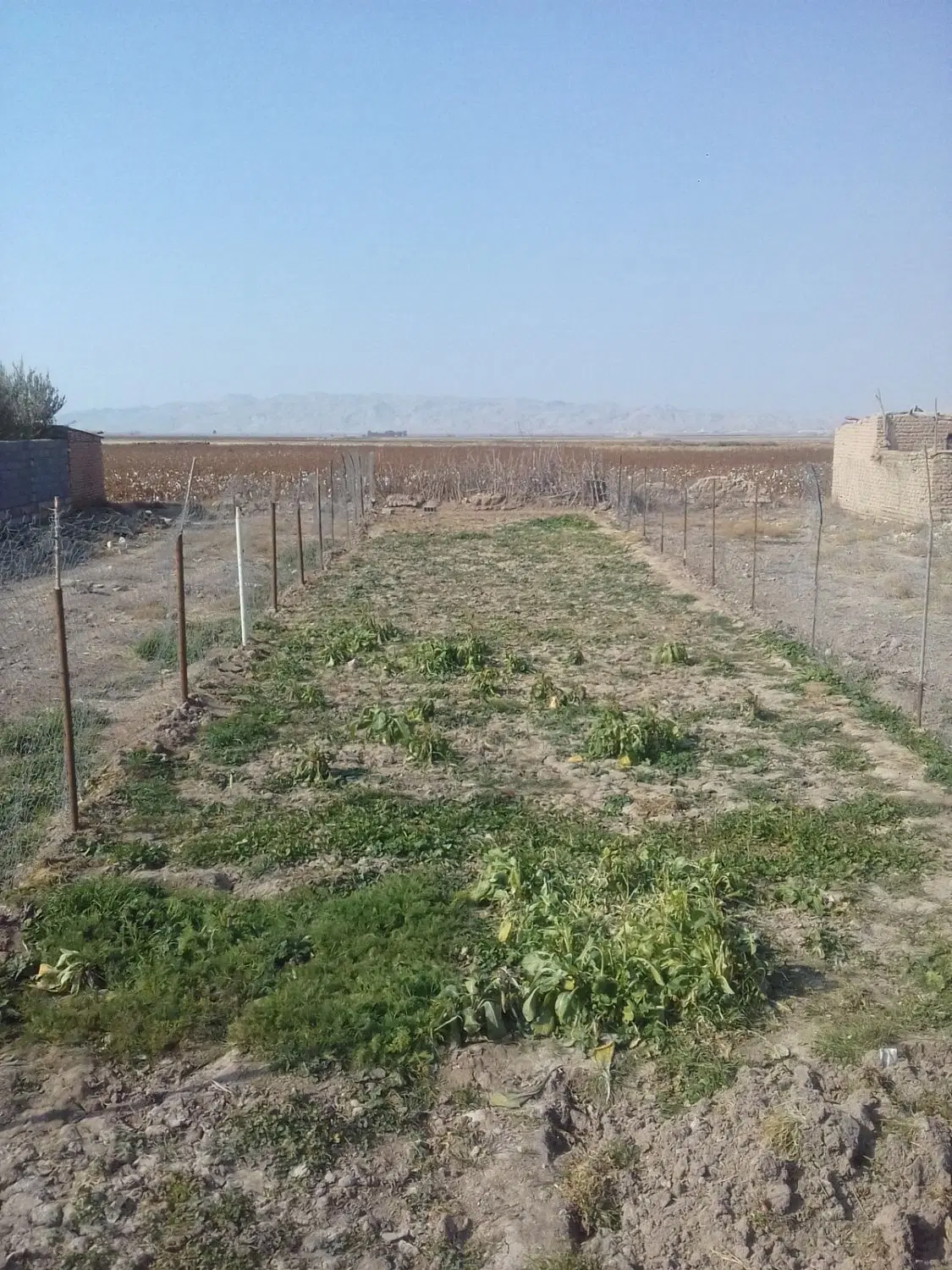 زمین ۲۵۰