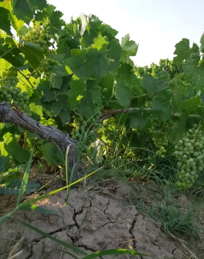 فروش باغ انگوردرروستای حاج آباد۱۵کیلومتری همدان