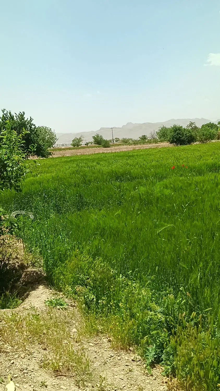 ۳۰۰ متر باغچه موقعیت تجاری