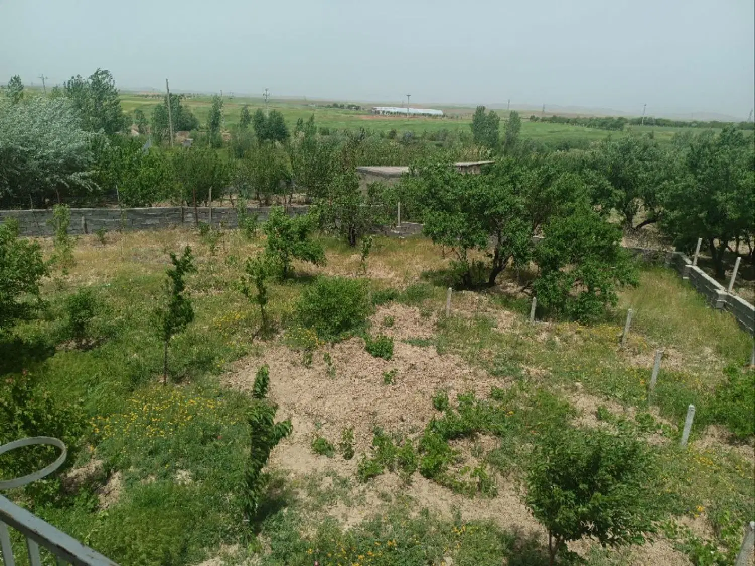 باغ انگور و درخت واقع در خروجی صالح آباد