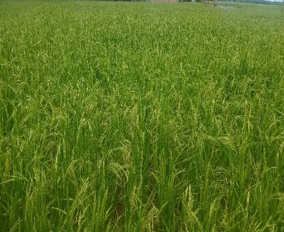 زمین شالیزارسنتی