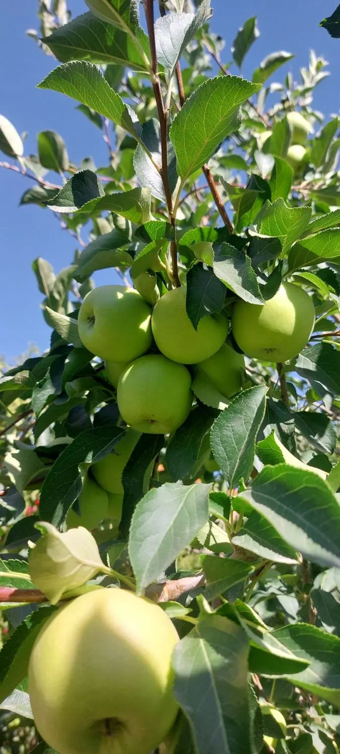 باغ ویلا