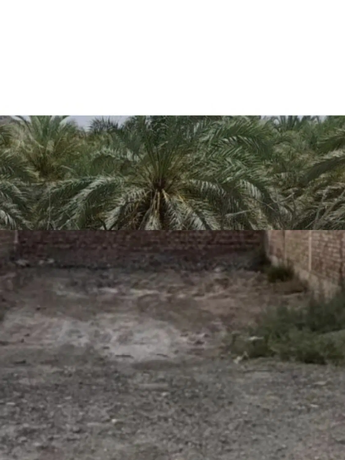 زمین  112متر سرزه کوچه مرغداری