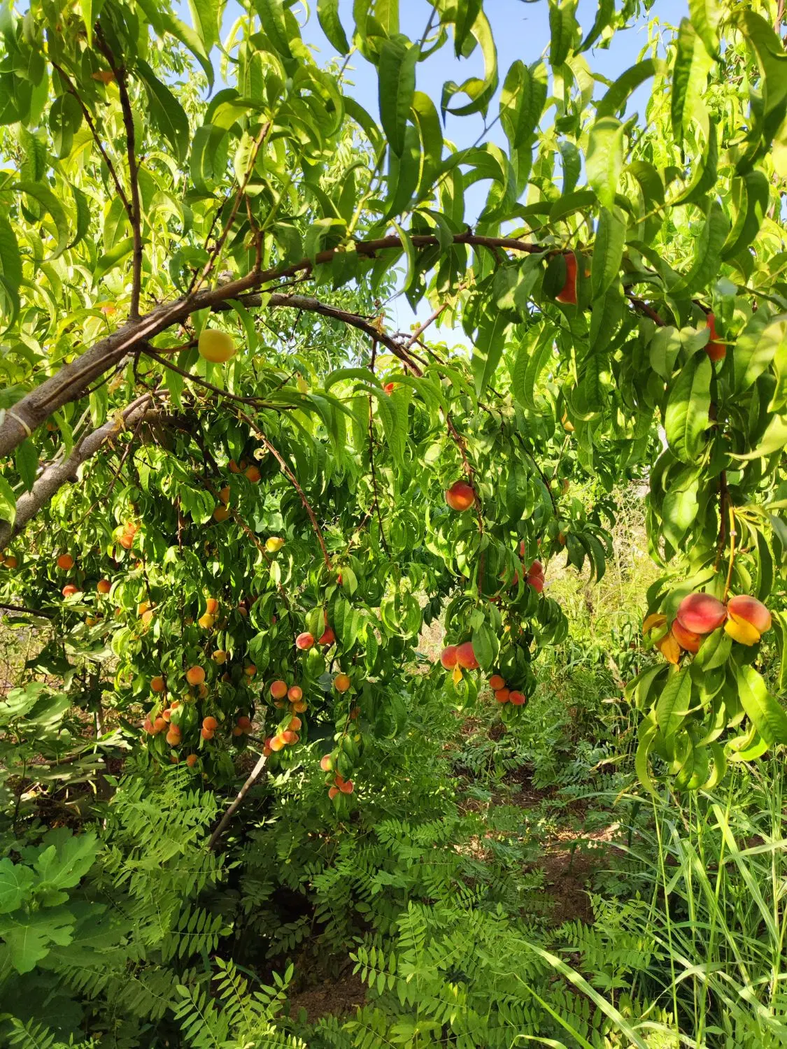 باغ سند دار چنگایی جاده اصلی 1700 متر