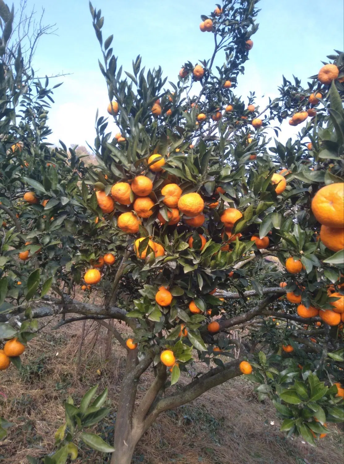 فروش زمین