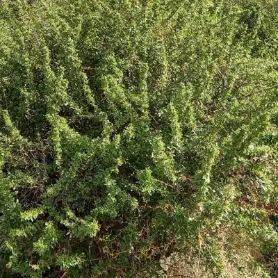 باغ زرشک