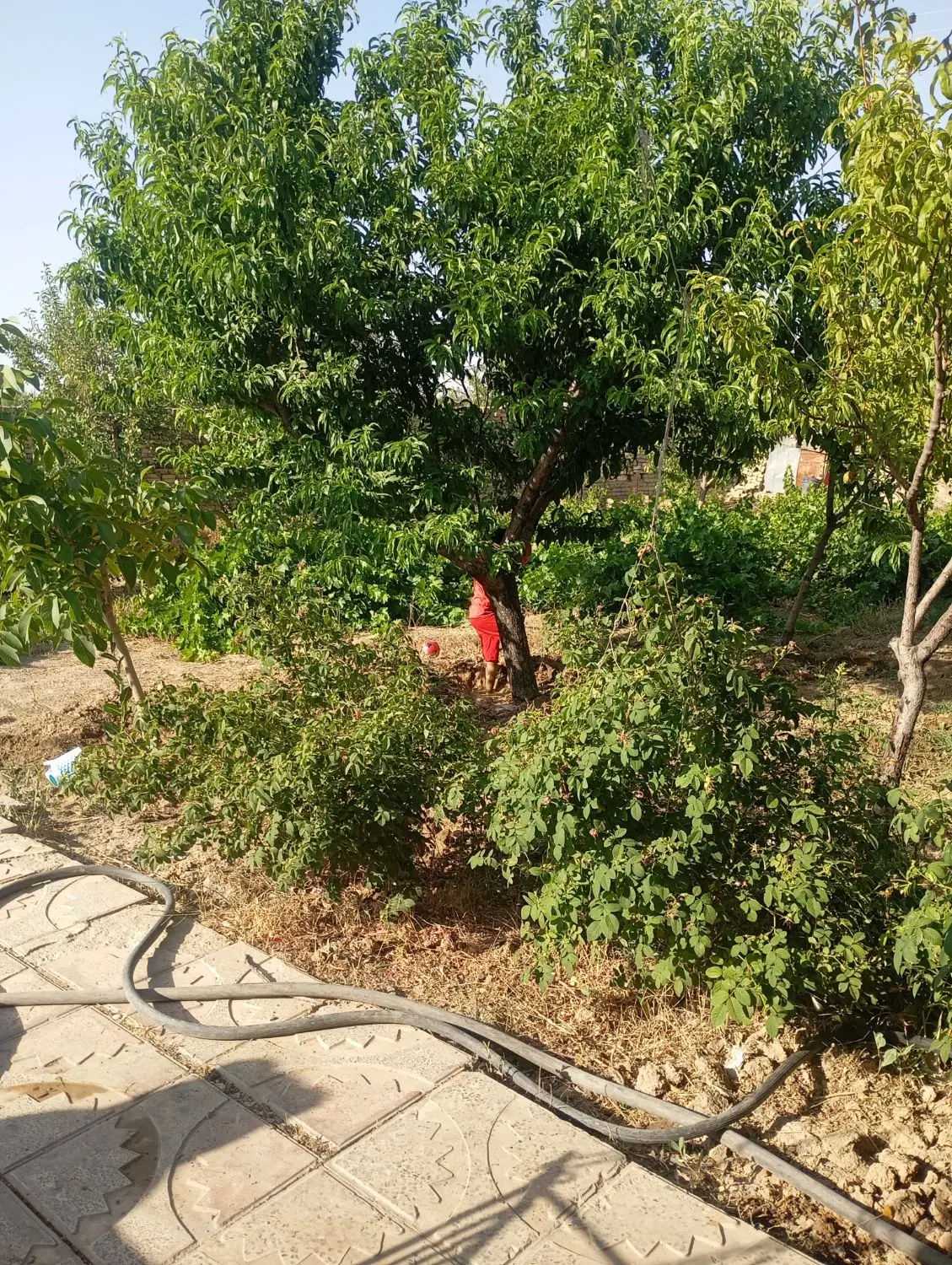 باغ امیر اباد