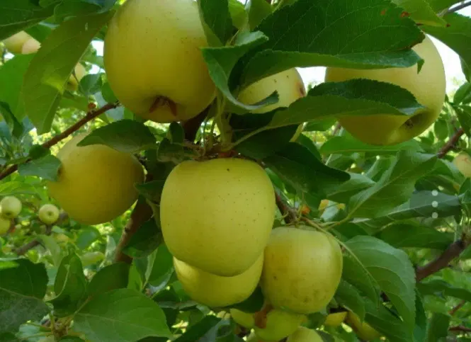 باغ سیب