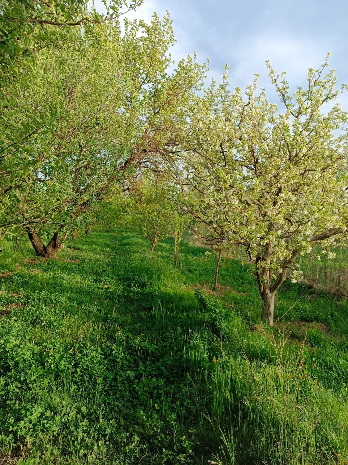 فروش باغچه الوان  در دستجرد