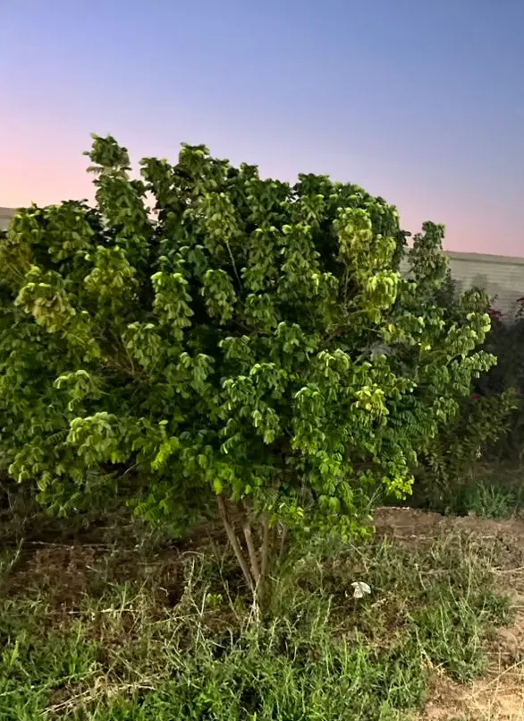 زمین ابتدای کوی خاطره