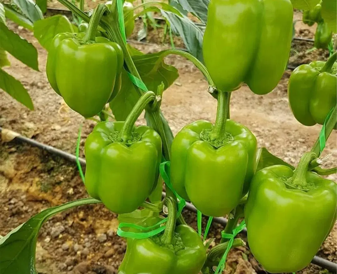 اجاره گلخانه