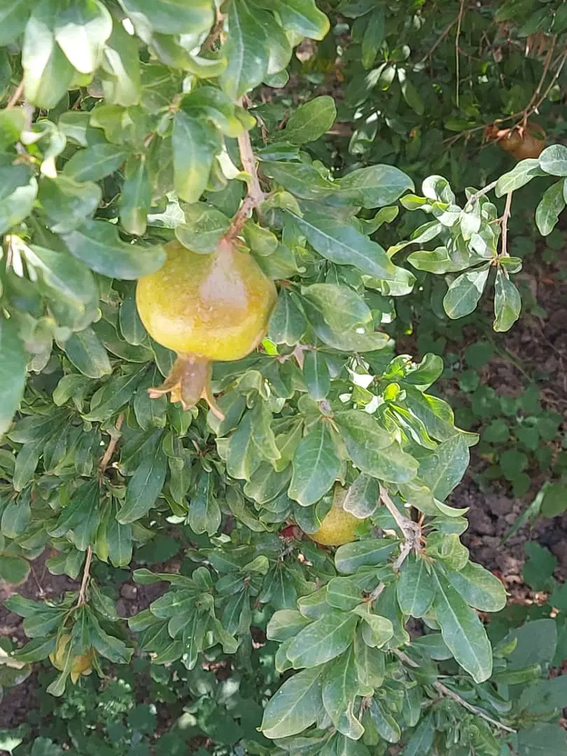 زمین باغی دیوارکشی