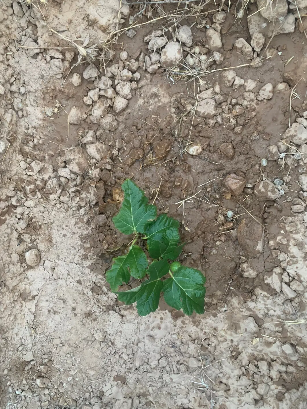 زمین کشاورزی