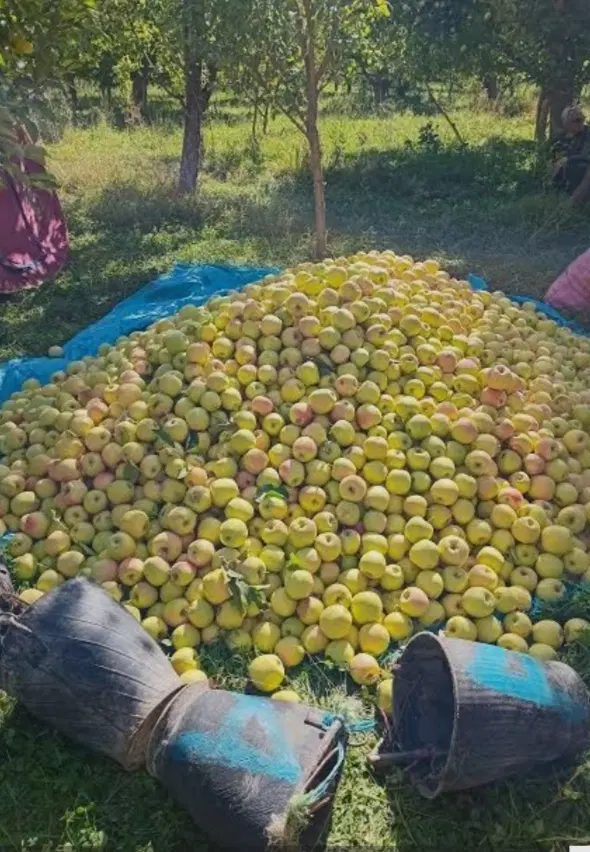 باغ سیب و گلابی به متراژ 900متر