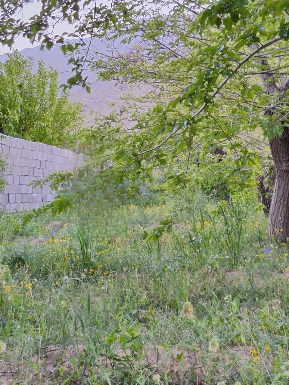 زمین بنادک سادات