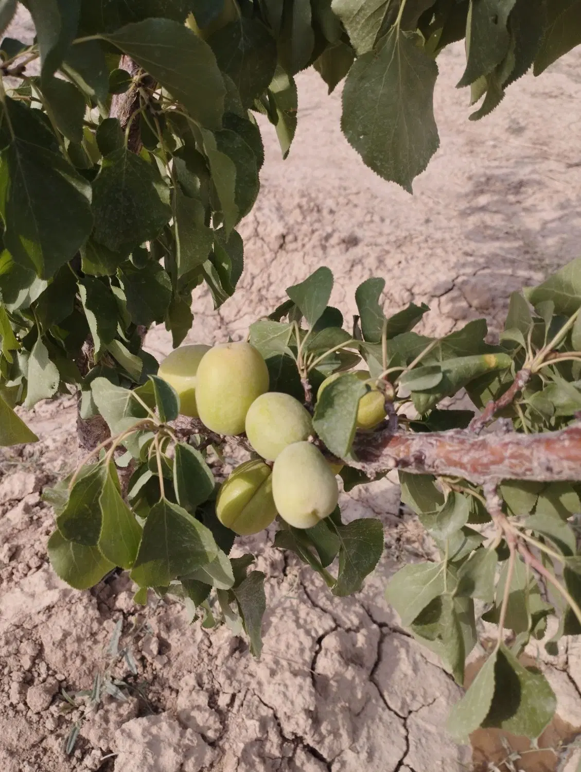 زمین باغ روستای محمدیه