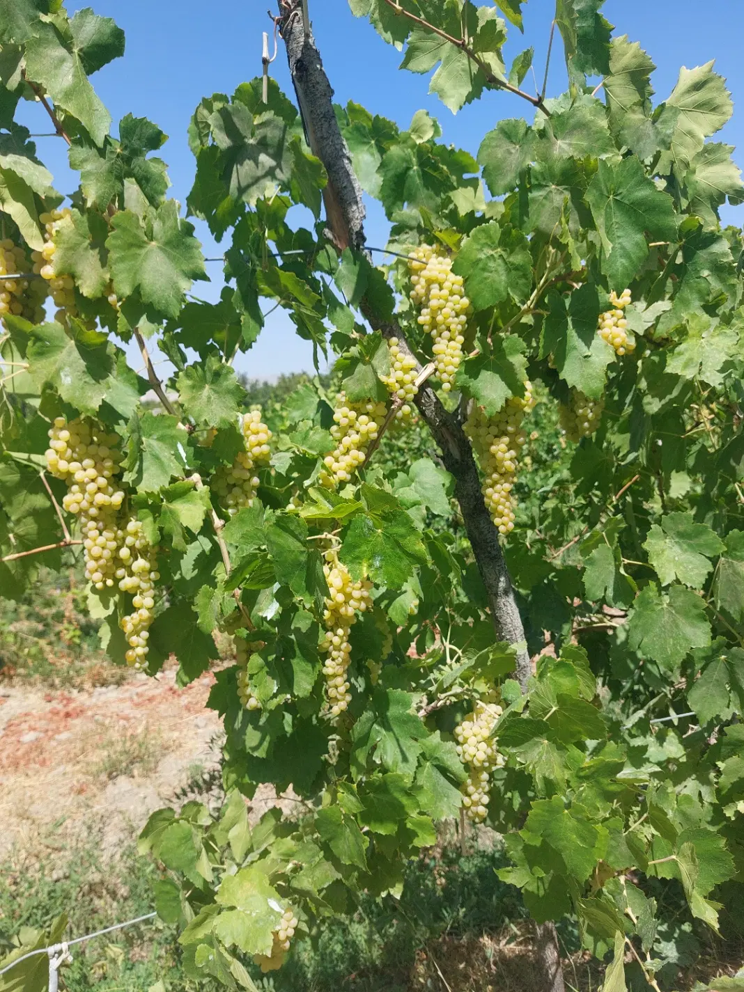 اجاره باغ انگور