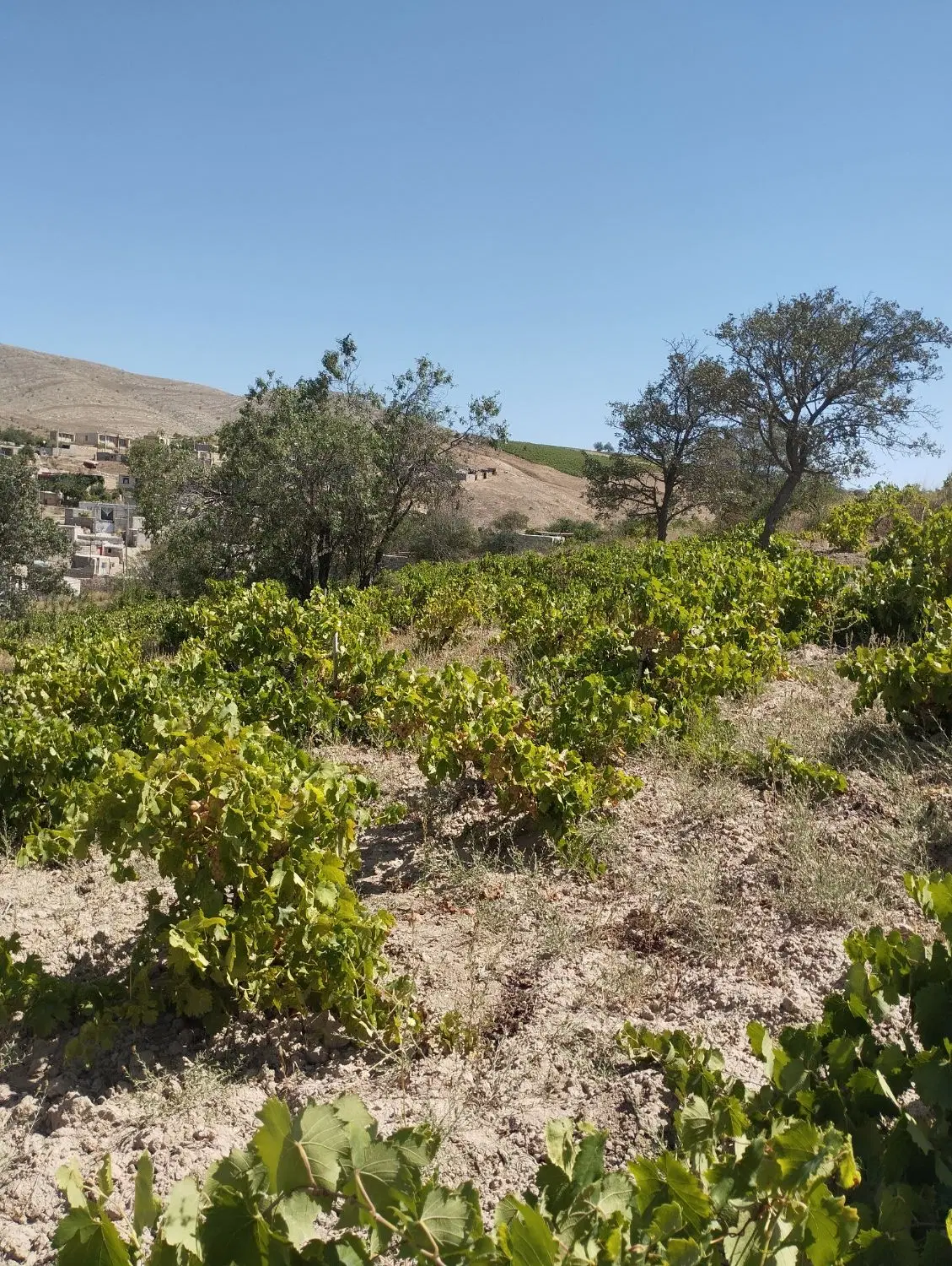 باغ انگور در روستای سر سبز پسرکانلو