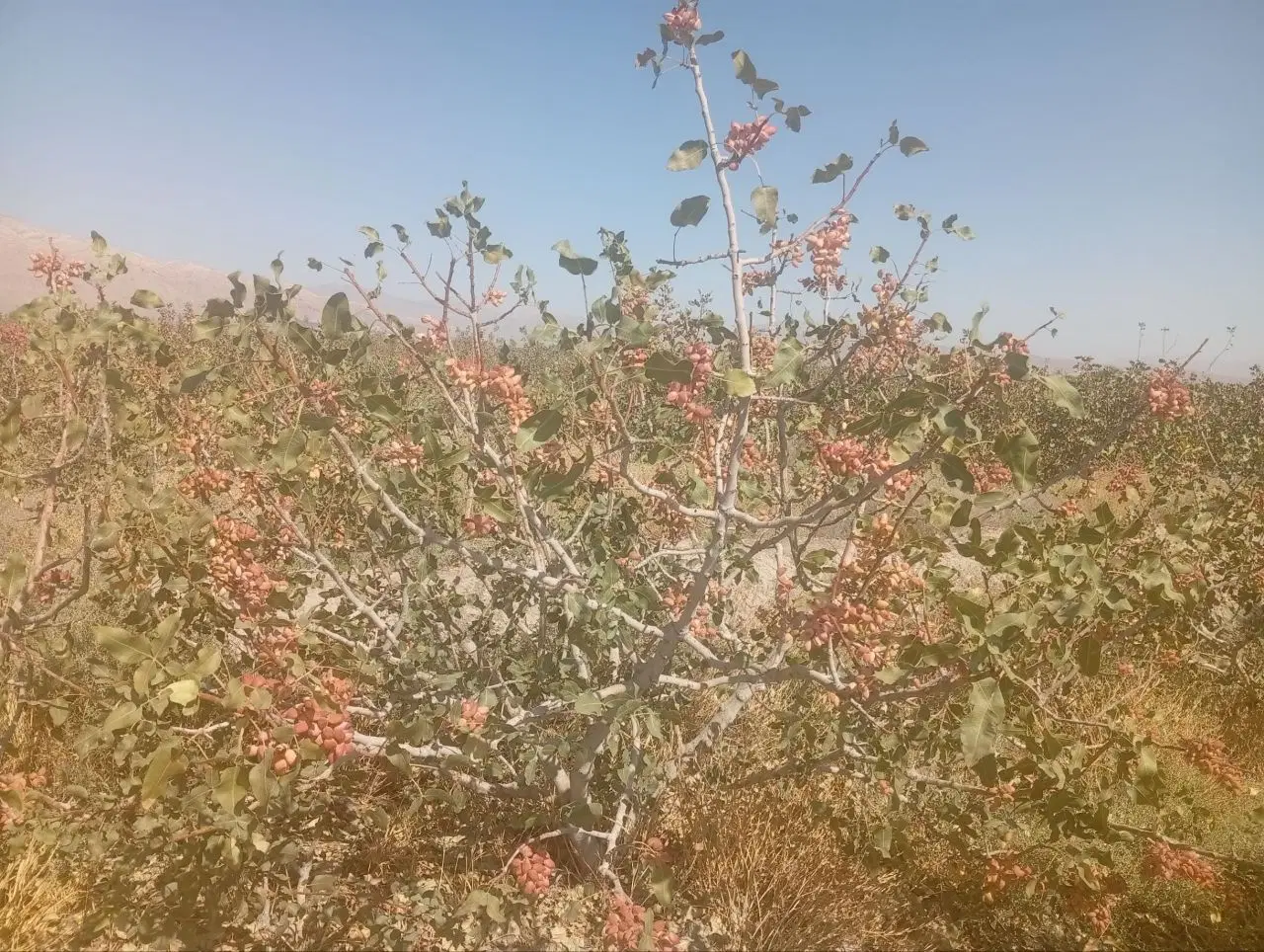 فروش چندهکتارباغ پسته ثمری