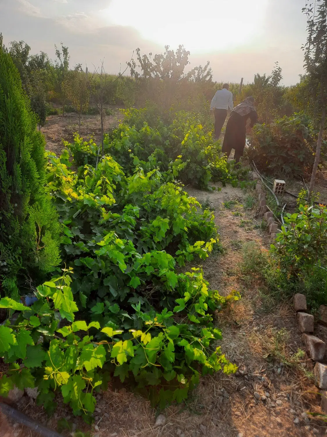 باغچه