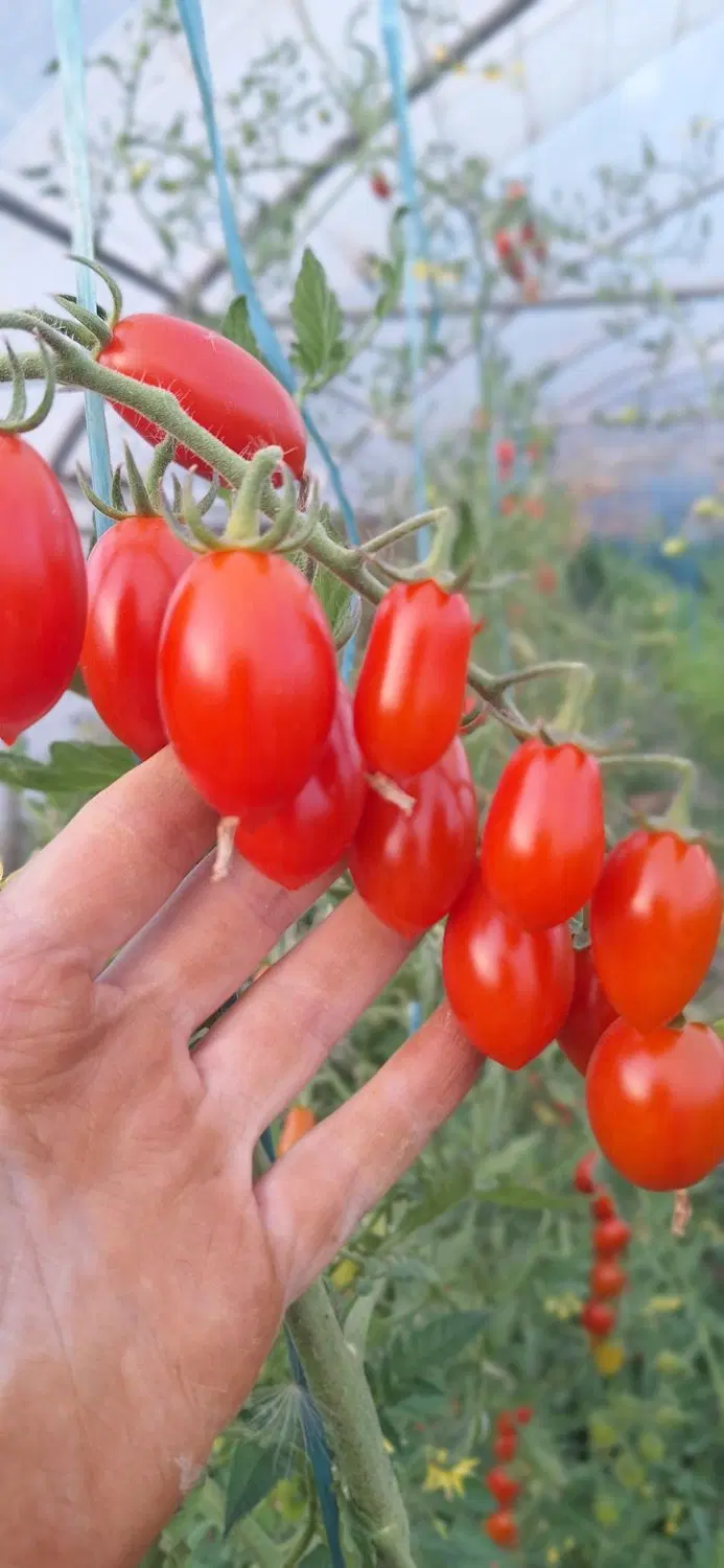 گلخانه و مسکونی