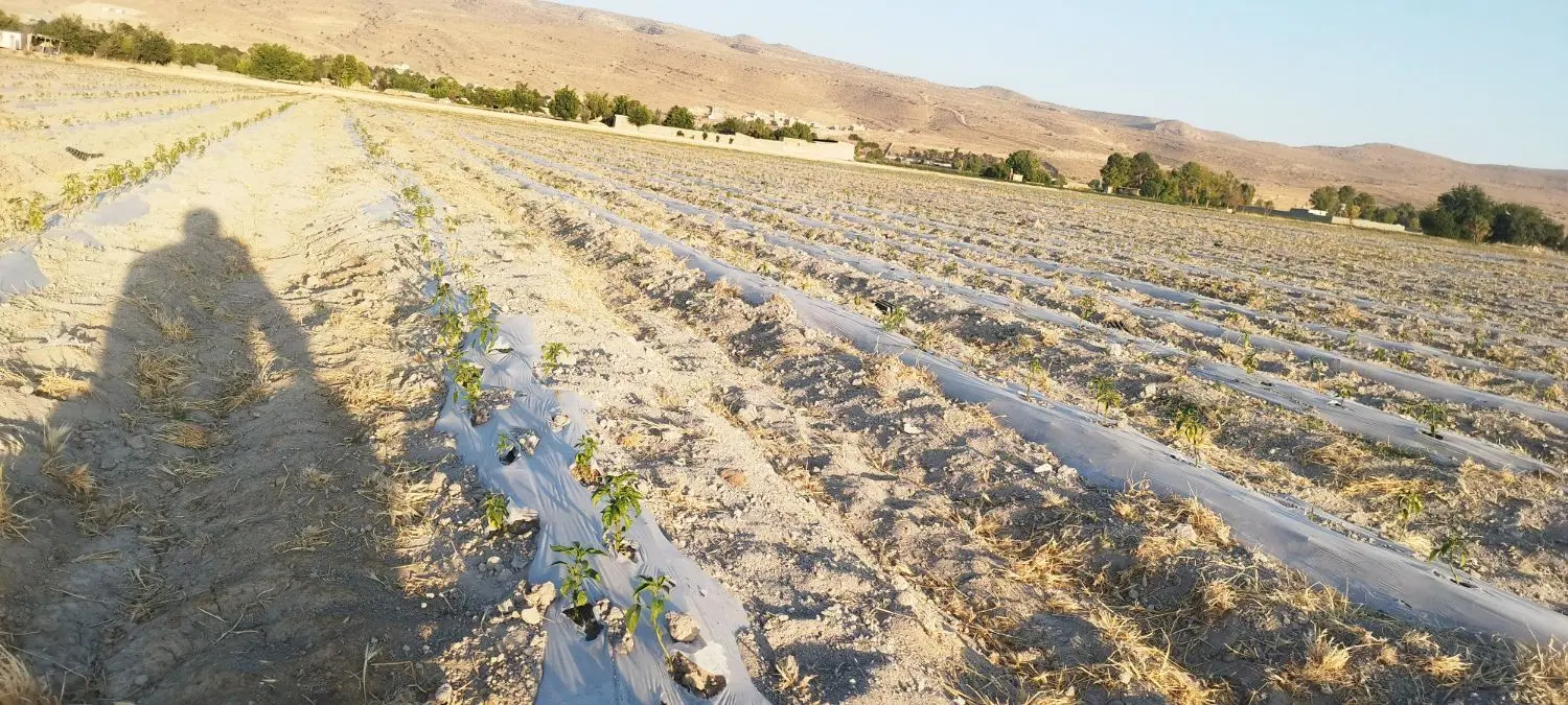 فروش زمین کشاورزی