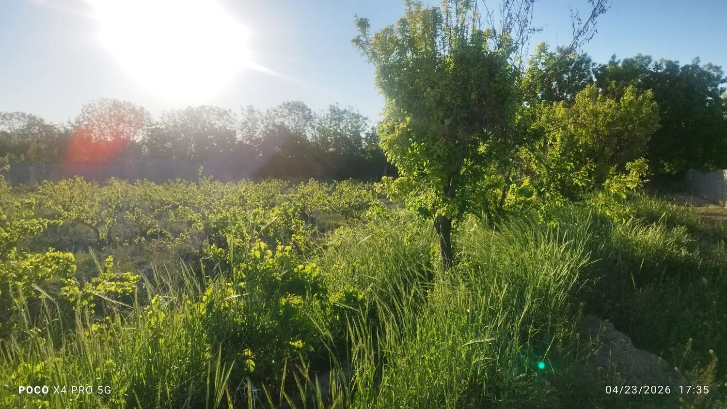 باغ انگور ۲۳۰۰ منجیل آباد