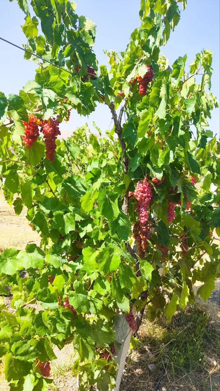اجاره باغ انگور قرمز کشمشی