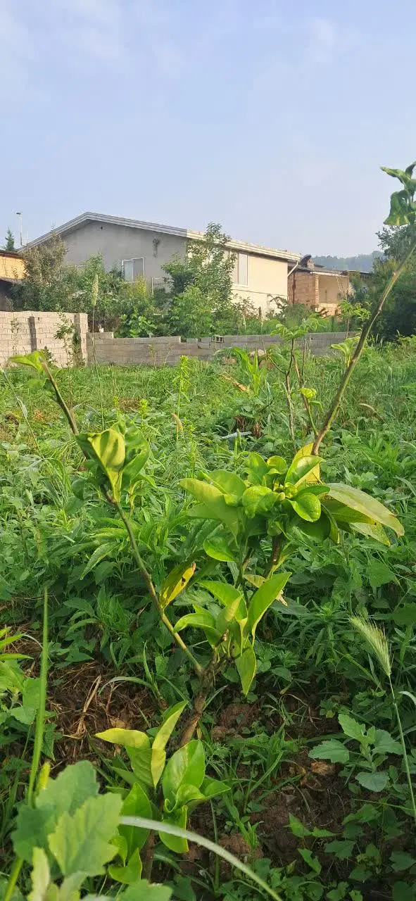 زمین داخل بافت زیر قیمت روستاهای اطراف ساری