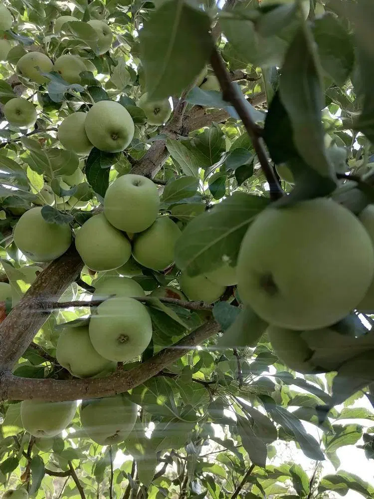 باغچه 500 متری با درختان 15 ساله