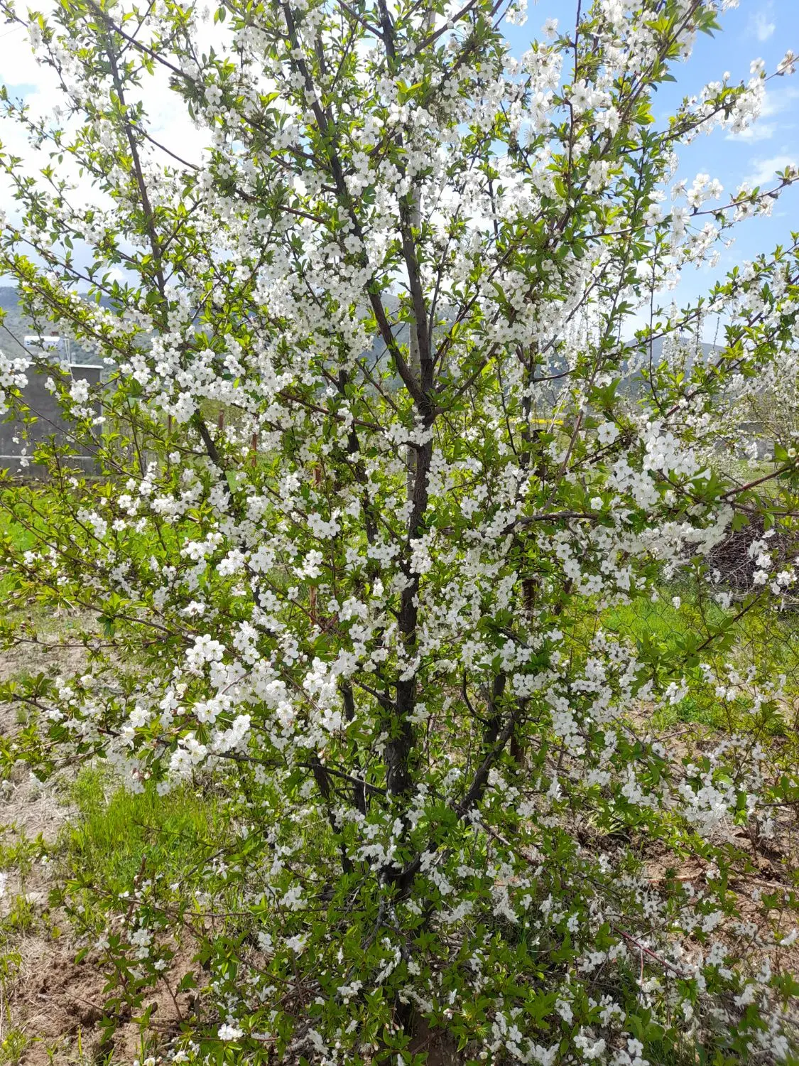 فروش خانه باغی