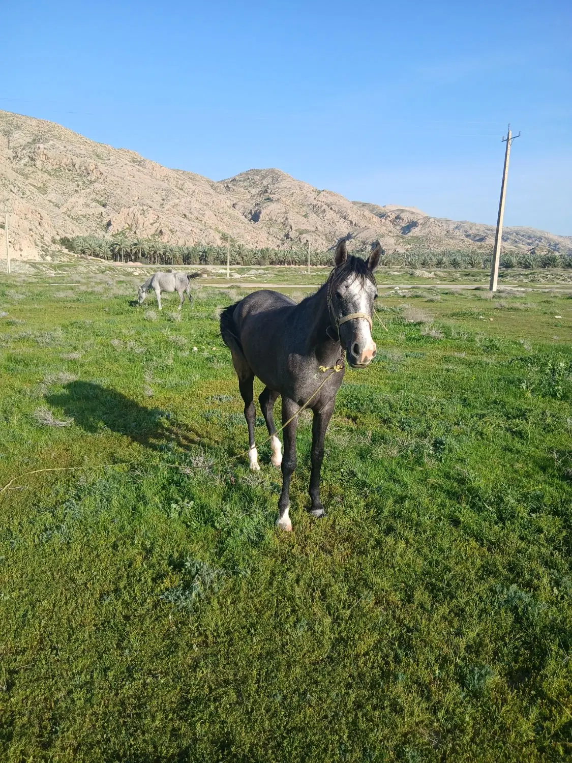 زمین باغ در کلستان