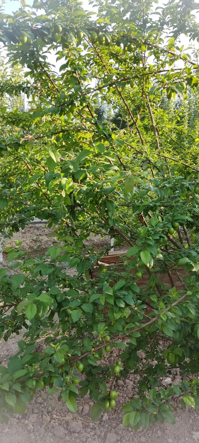 باغ چهاردانگه زارع2