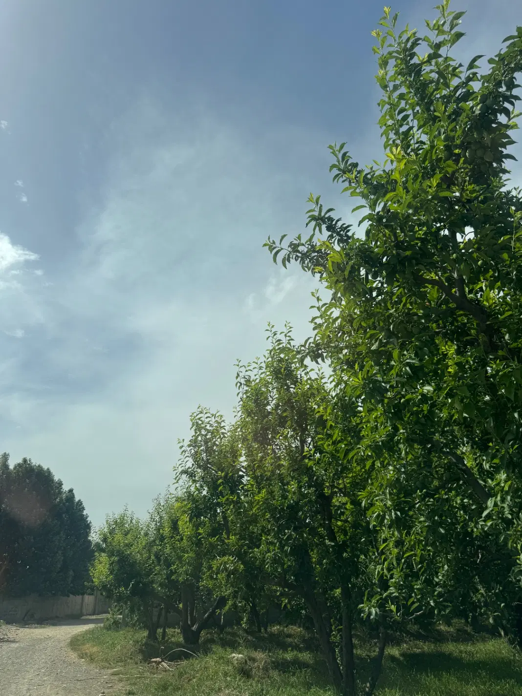 زمین شرکی