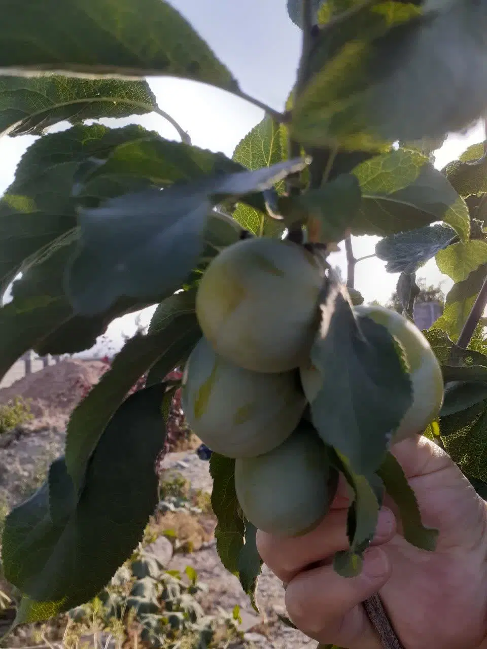 باغ ۵۰۰ متر ناظریه