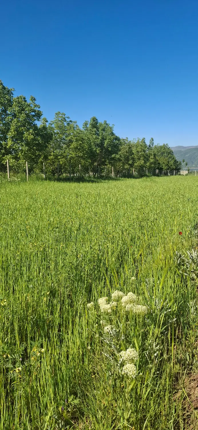 زمین کشاورزی در دشت کولان