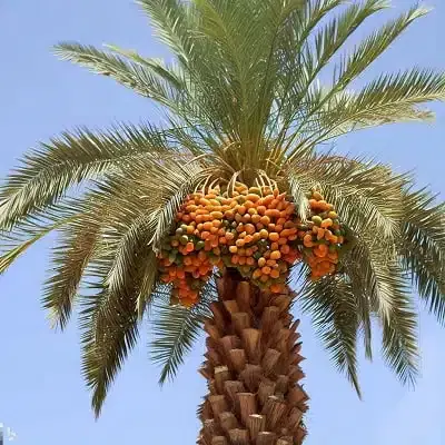 زمین کشاورزی چاهکوتاه