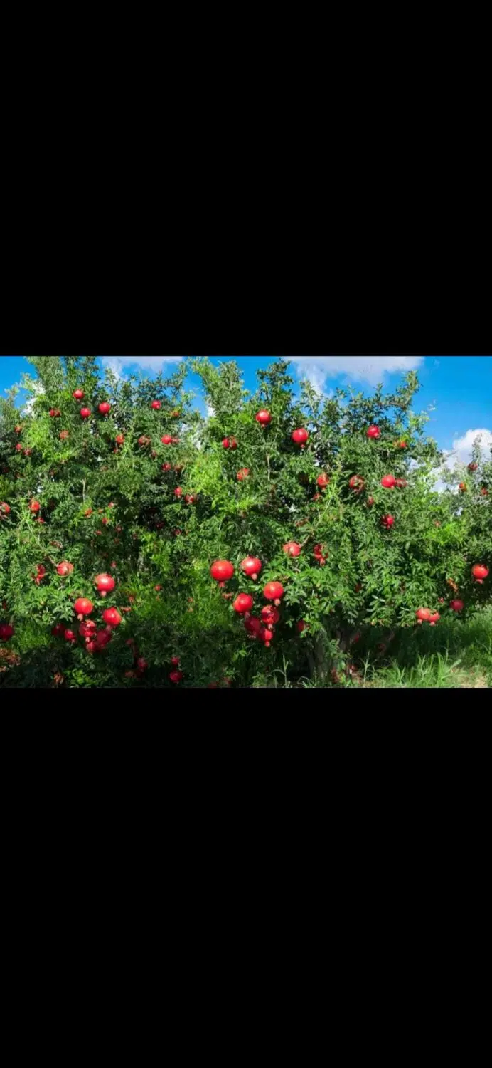 باغ کهنه درجه یک