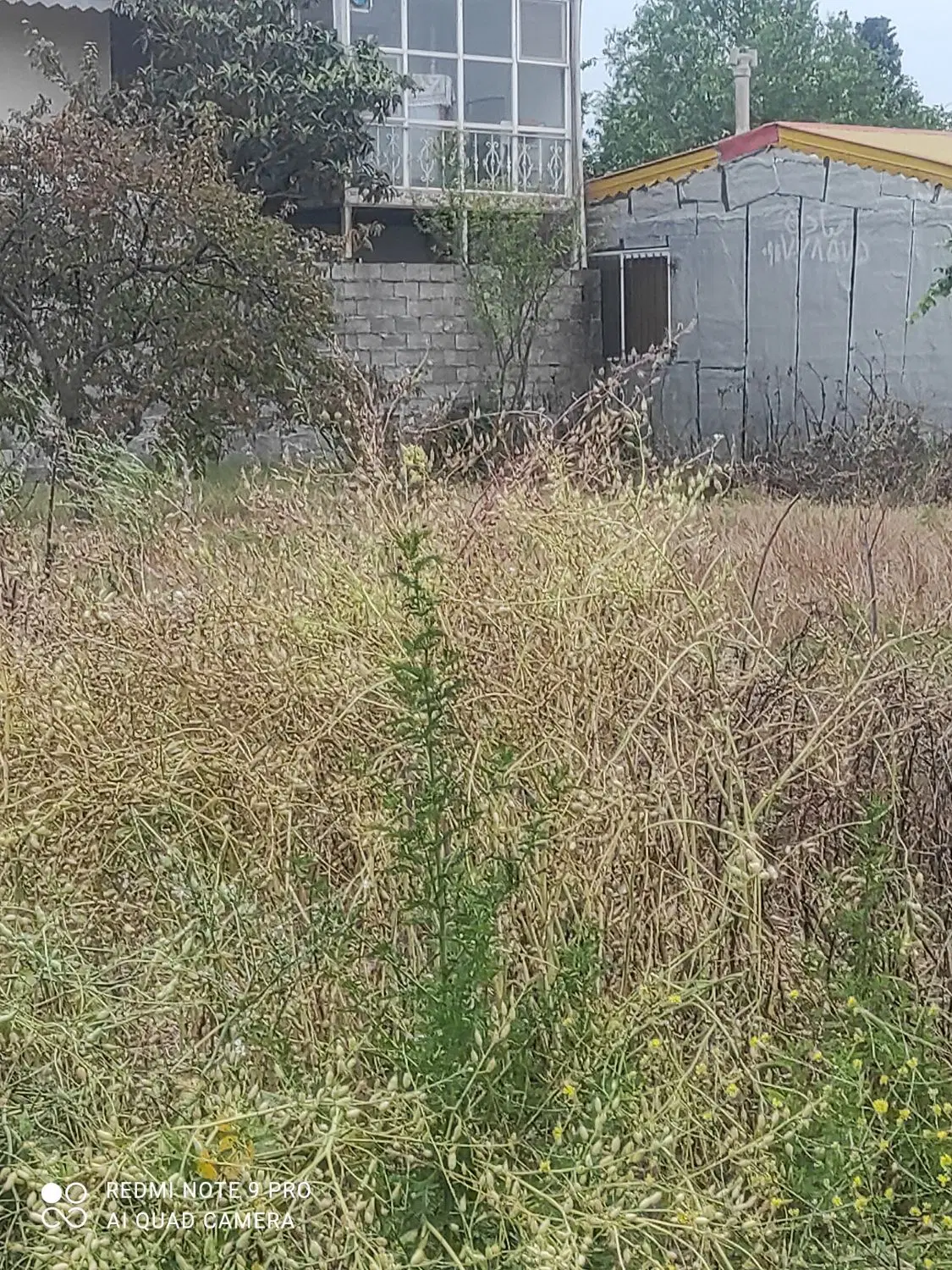 قطعه زمین مسکونی روستای ولی آباد