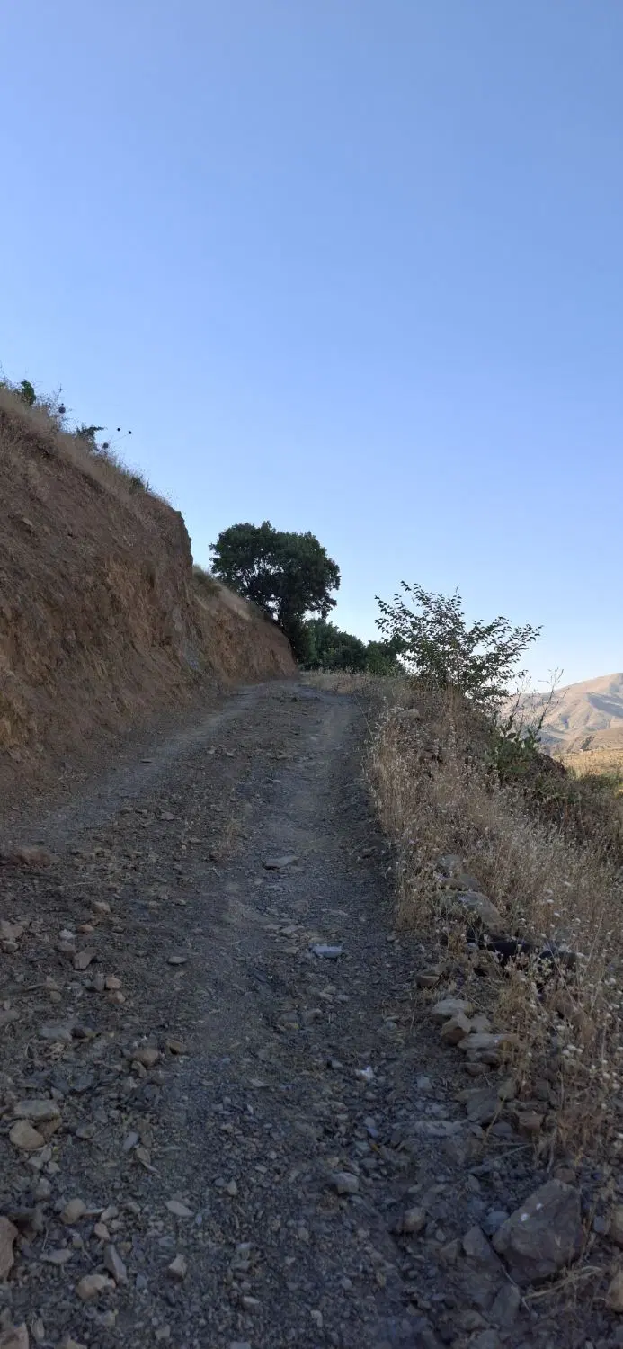 باغ فروشی طاینه