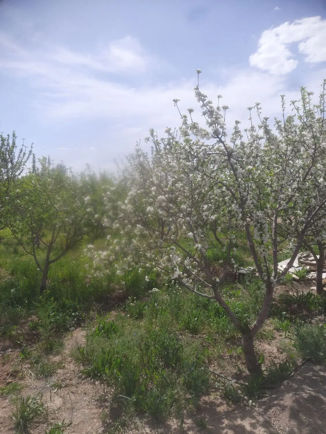 باغ جاده تهران ۱۸کیلومتری