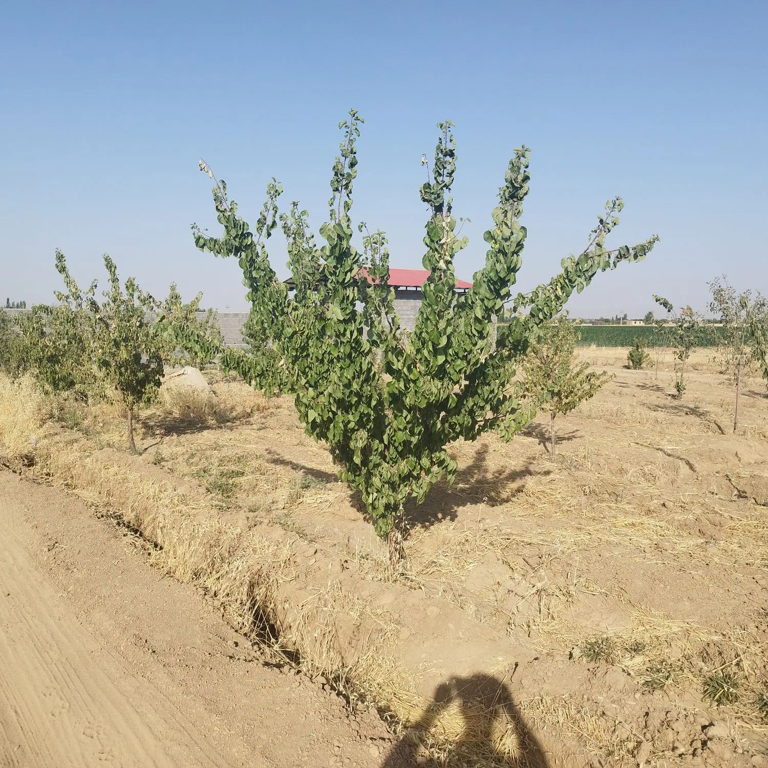 باغ مرزیجران قیمت مناسب