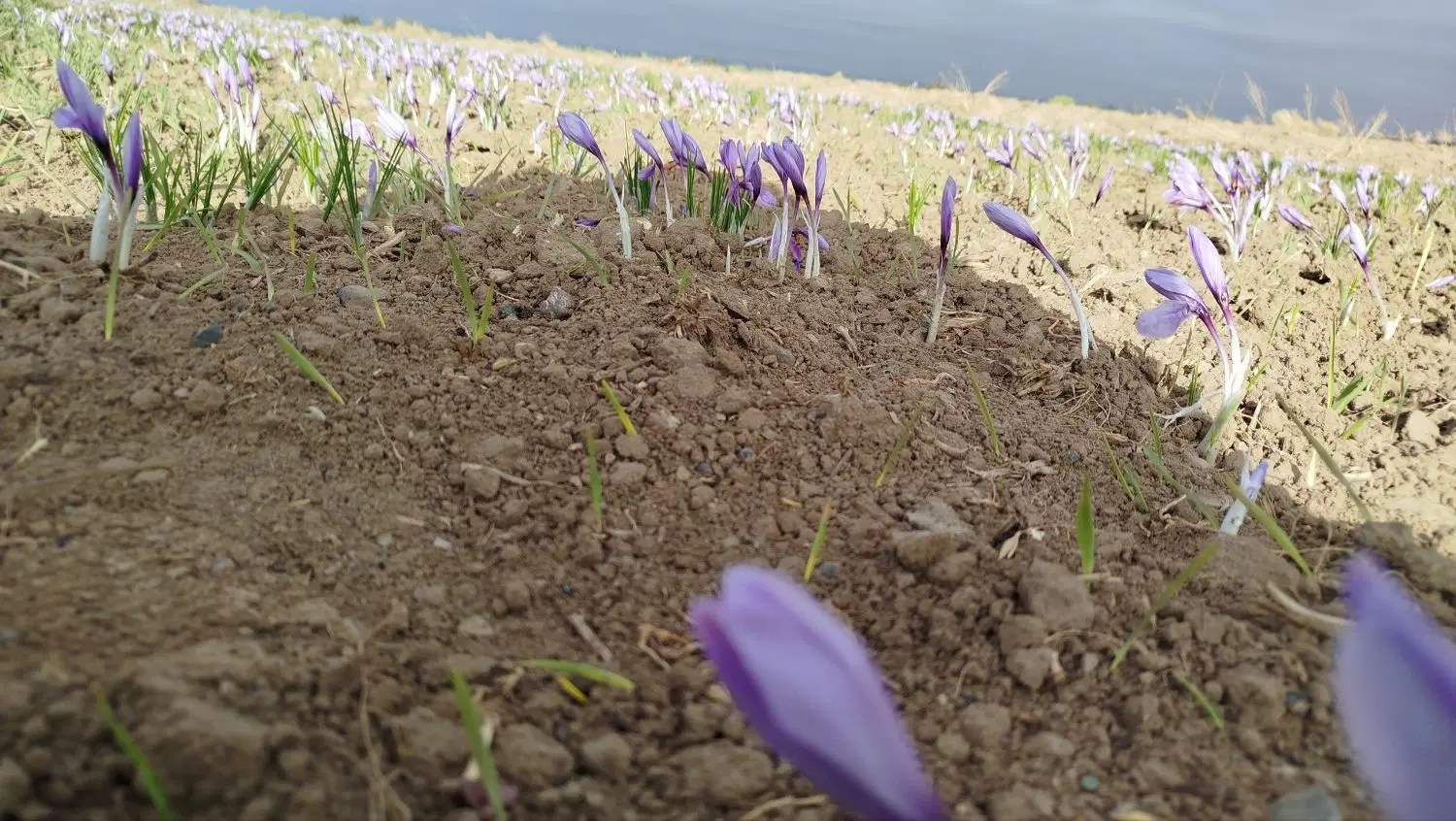 زمین کشاورزی همراه آب