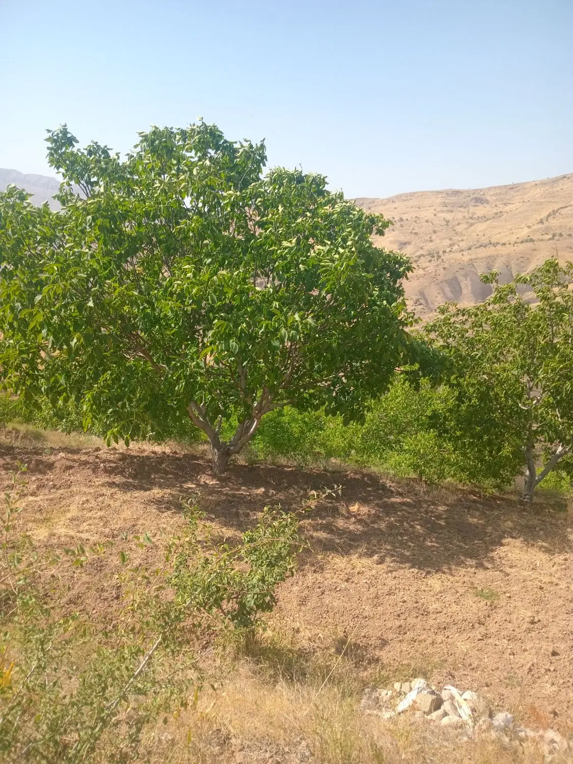 باغ گردو