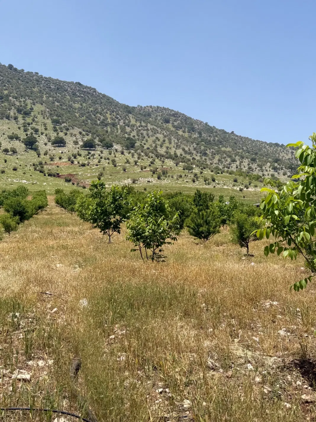 فروش و معاوضه باغ موردراز