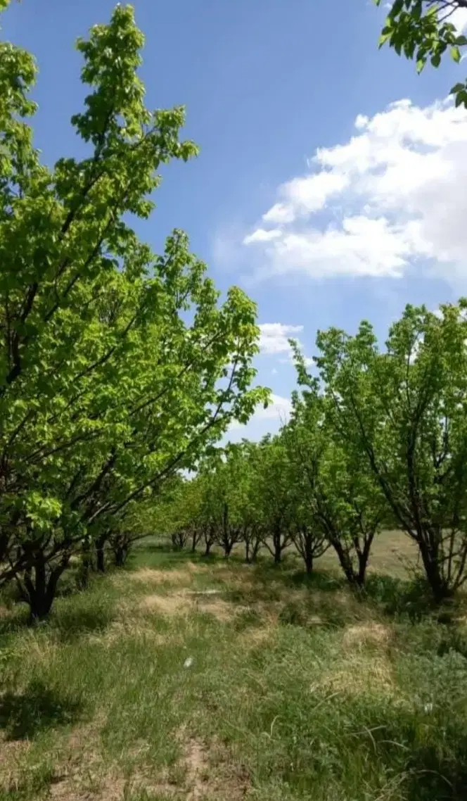 زمین کشاورزی و مسکونی بزنجان( بافت )